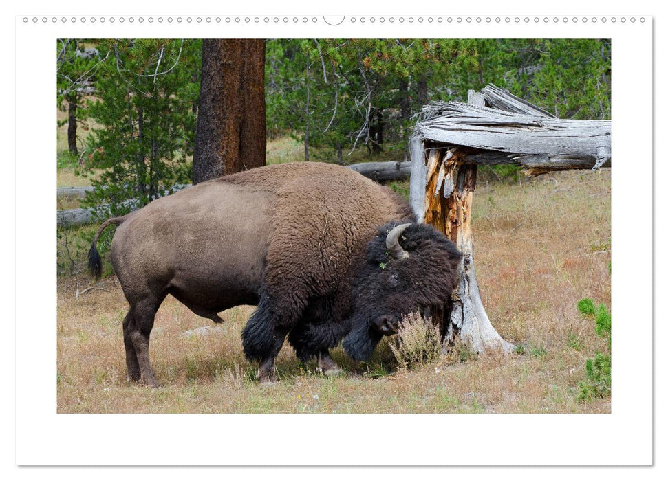 Yellowstone - Wunder der Natur (CALVENDO Premium Wandkalender 2025)