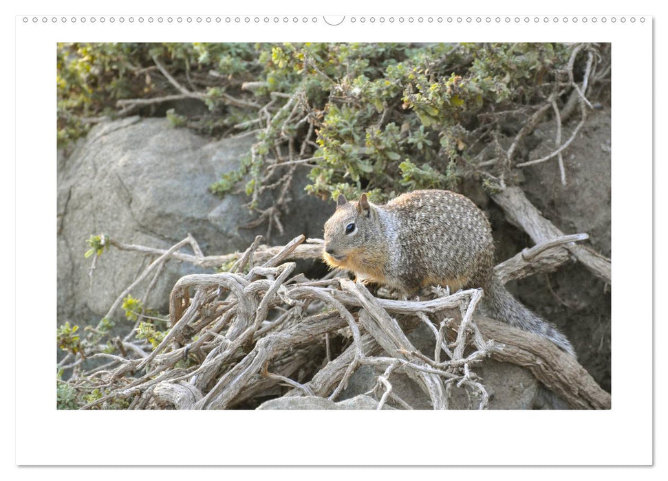 Yellowstone - Wunder der Natur (CALVENDO Premium Wandkalender 2025)