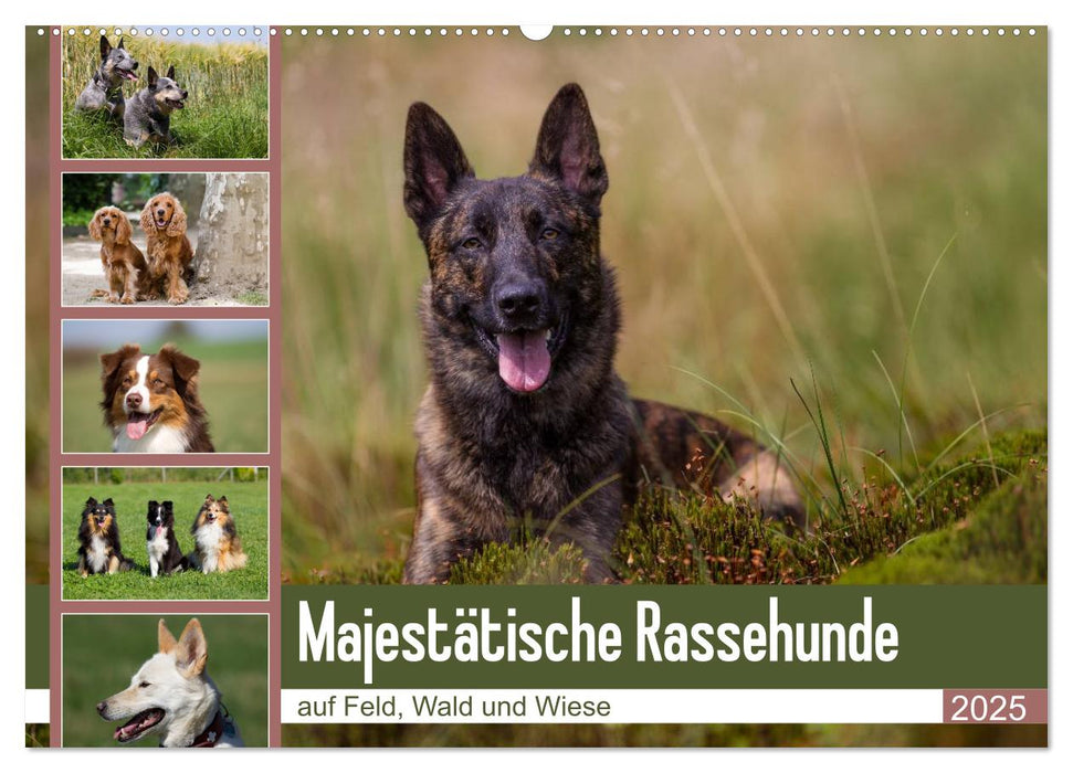 Mäjestätische Rassehunde auf Feld, Wald und Wiese (CALVENDO Wandkalender 2025)