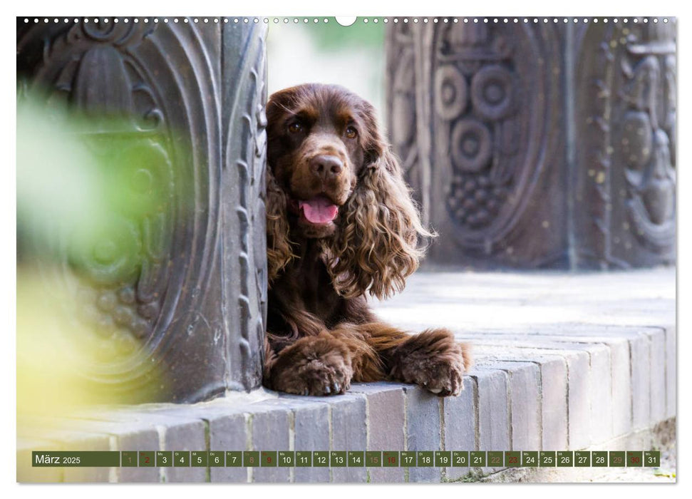 Mäjestätische Rassehunde auf Feld, Wald und Wiese (CALVENDO Wandkalender 2025)