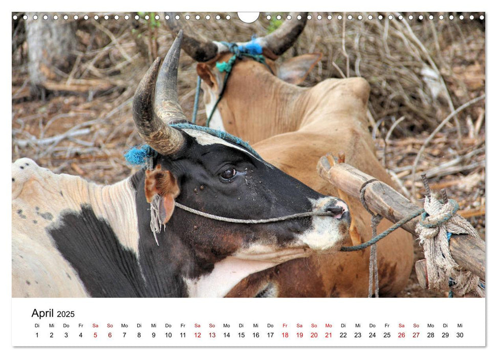 Tiere Madagaskars (CALVENDO Wandkalender 2025)