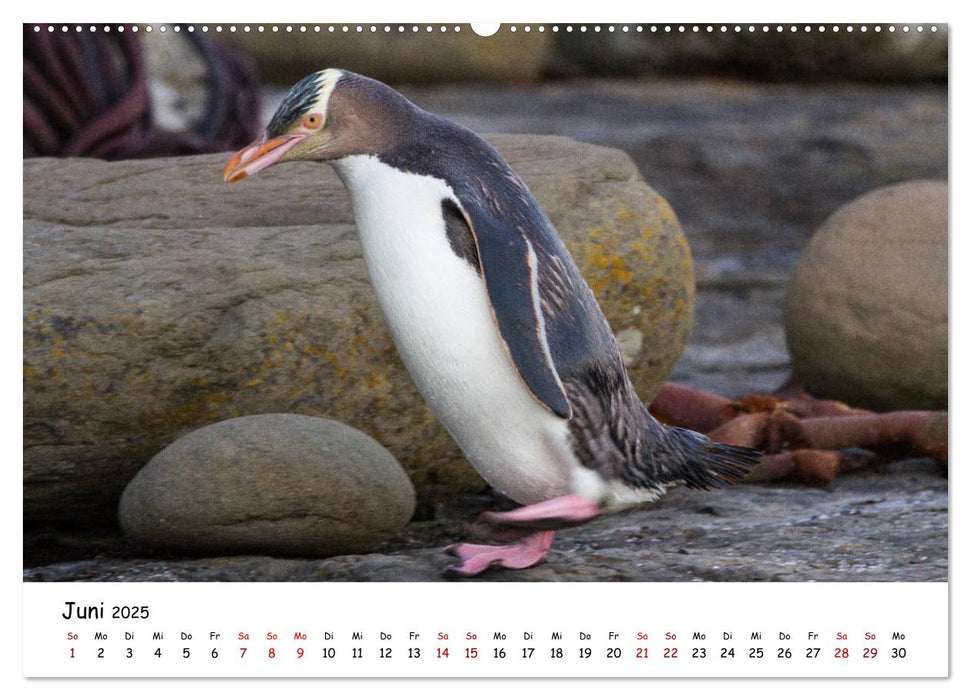 Neuseeland-Aotearoa, Land der weißen Wolke (CALVENDO Premium Wandkalender 2025)