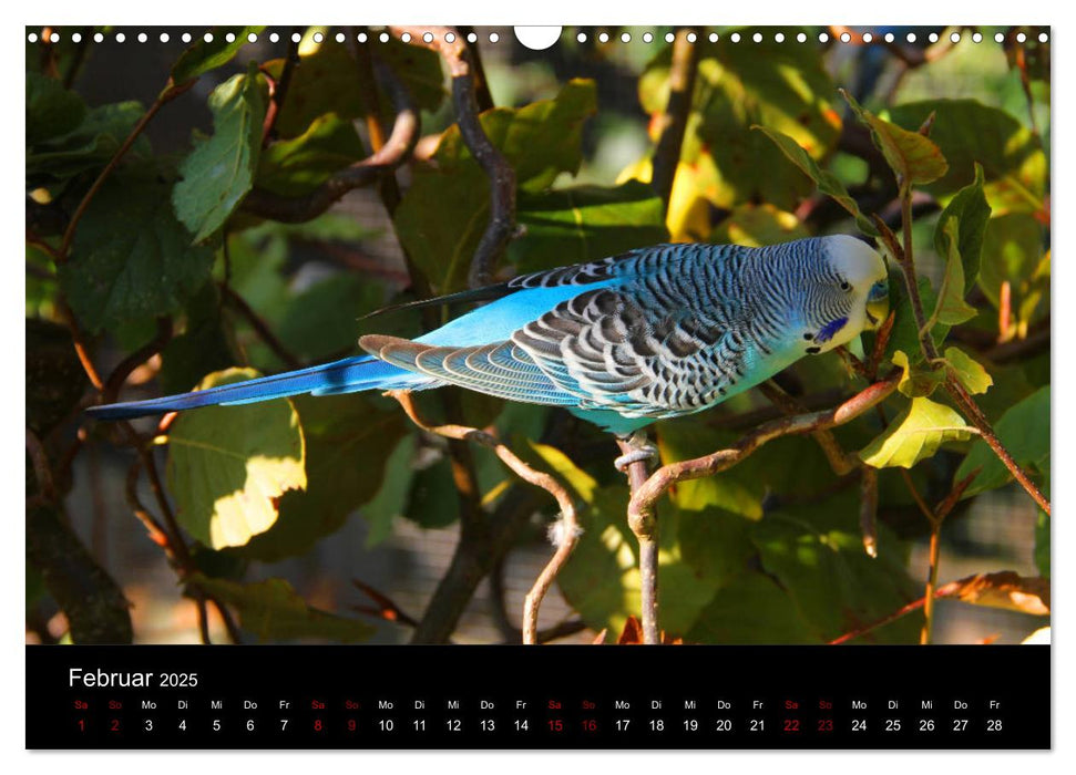 Wellensittichträume - Der neue Wellensittich-Naturkalender (CALVENDO Wandkalender 2025)