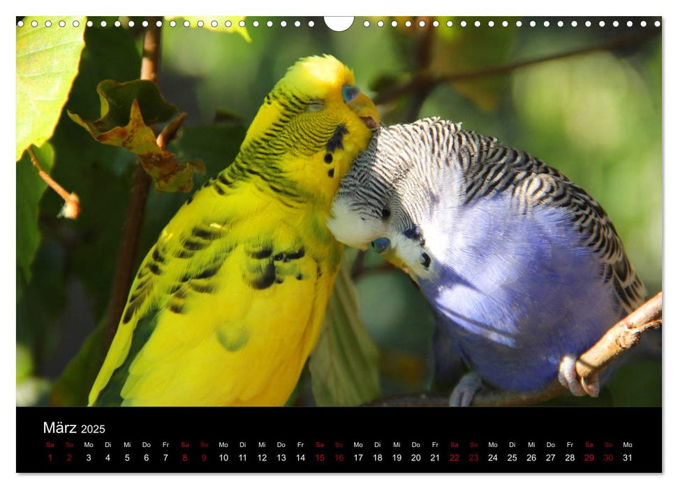 Wellensittichträume - Der neue Wellensittich-Naturkalender (CALVENDO Wandkalender 2025)