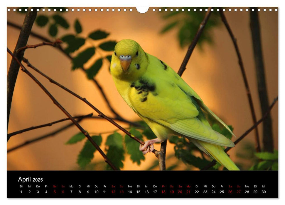 Wellensittichträume - Der neue Wellensittich-Naturkalender (CALVENDO Wandkalender 2025)