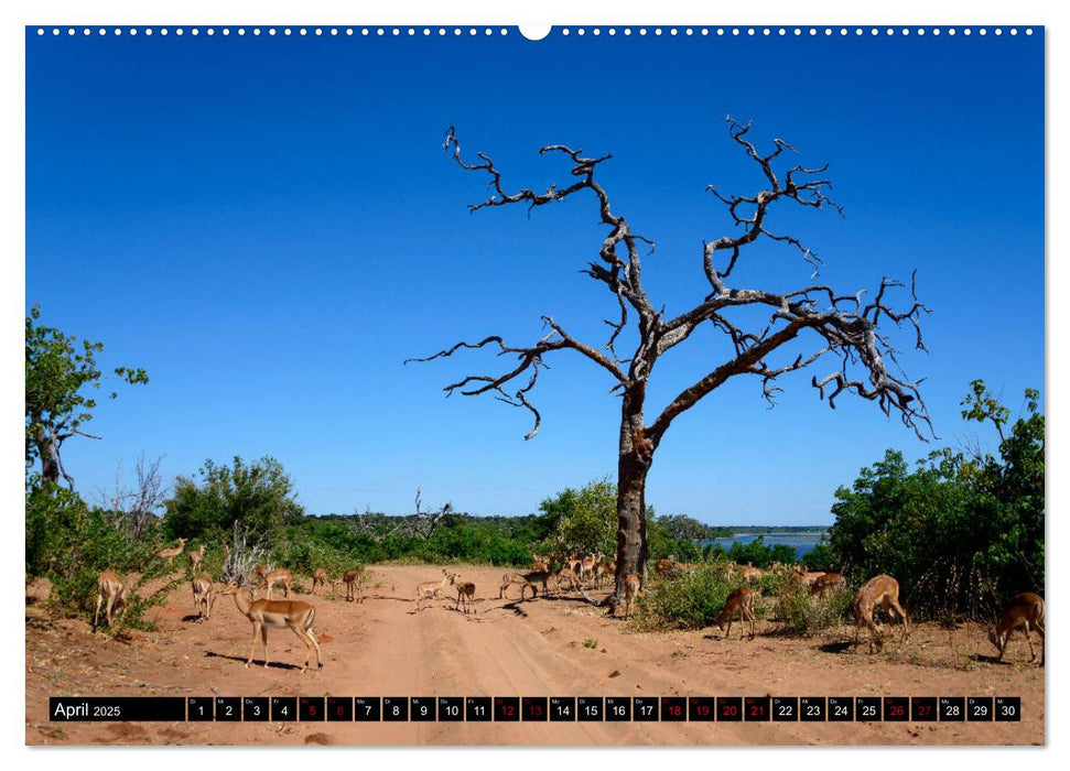 Faszination Botswana (CALVENDO Premium Wandkalender 2025)