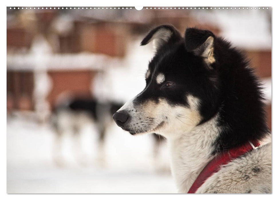 Alaskan Huskies (CALVENDO Wandkalender 2025)