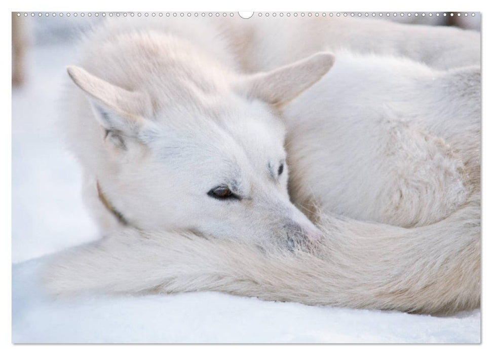 Alaskan Huskies (CALVENDO Wandkalender 2025)