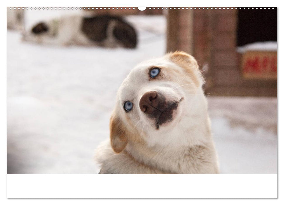 Alaskan Huskies (CALVENDO Wandkalender 2025)