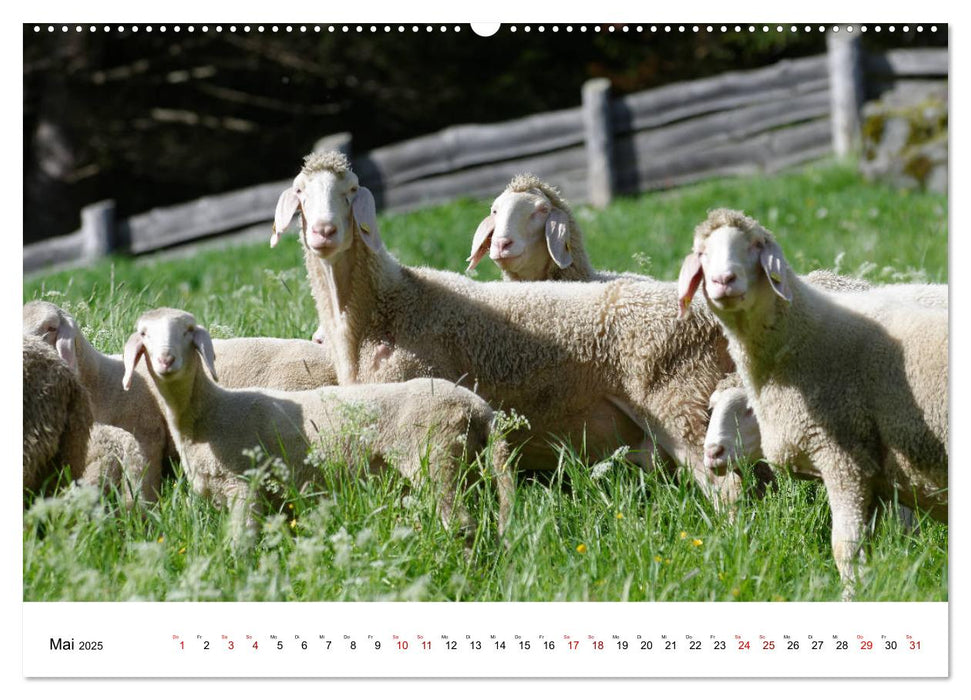 Mölltal - Kärnten (CALVENDO Premium Wandkalender 2025)