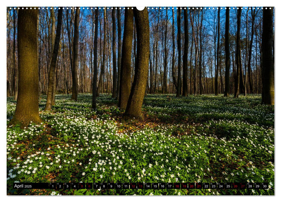 Jura. Polen (CALVENDO Wandkalender 2025)