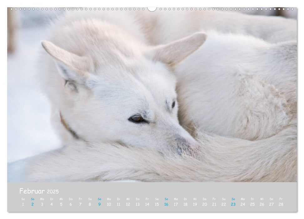 Alaskan Huskies (CALVENDO Premium Wandkalender 2025)