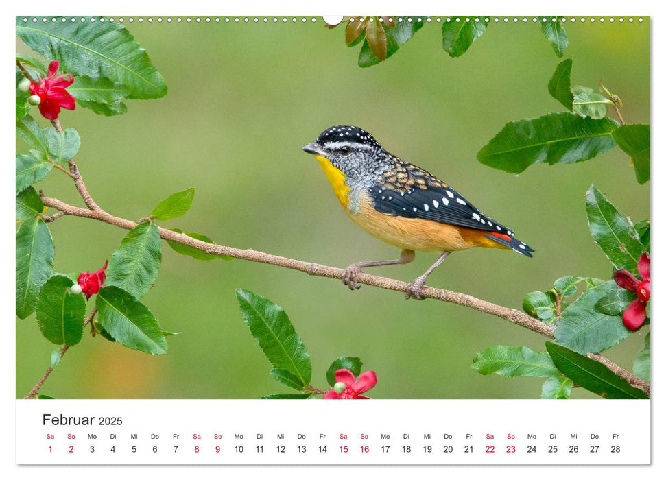 Singvögel aus Australien (CALVENDO Premium Wandkalender 2025)