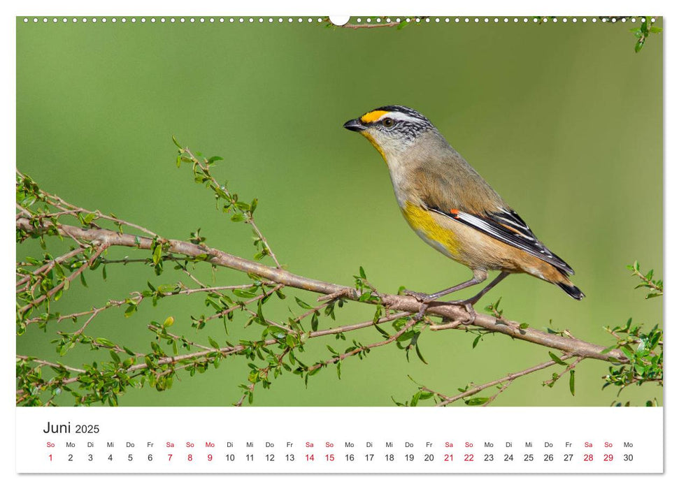 Singvögel aus Australien (CALVENDO Premium Wandkalender 2025)