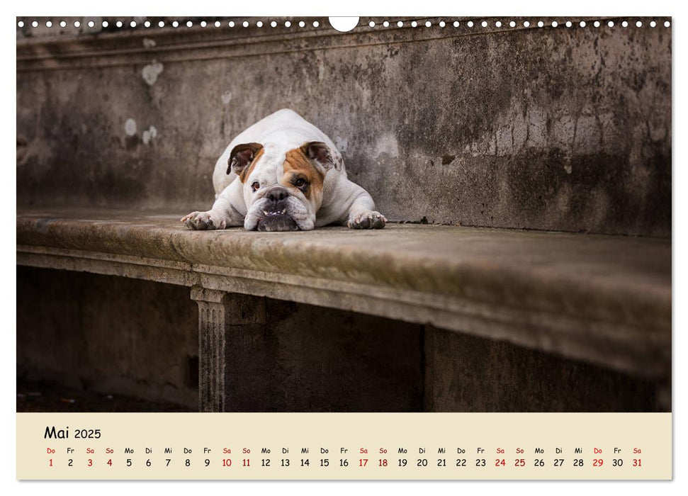 Englische Bulldoggen (CALVENDO Wandkalender 2025)