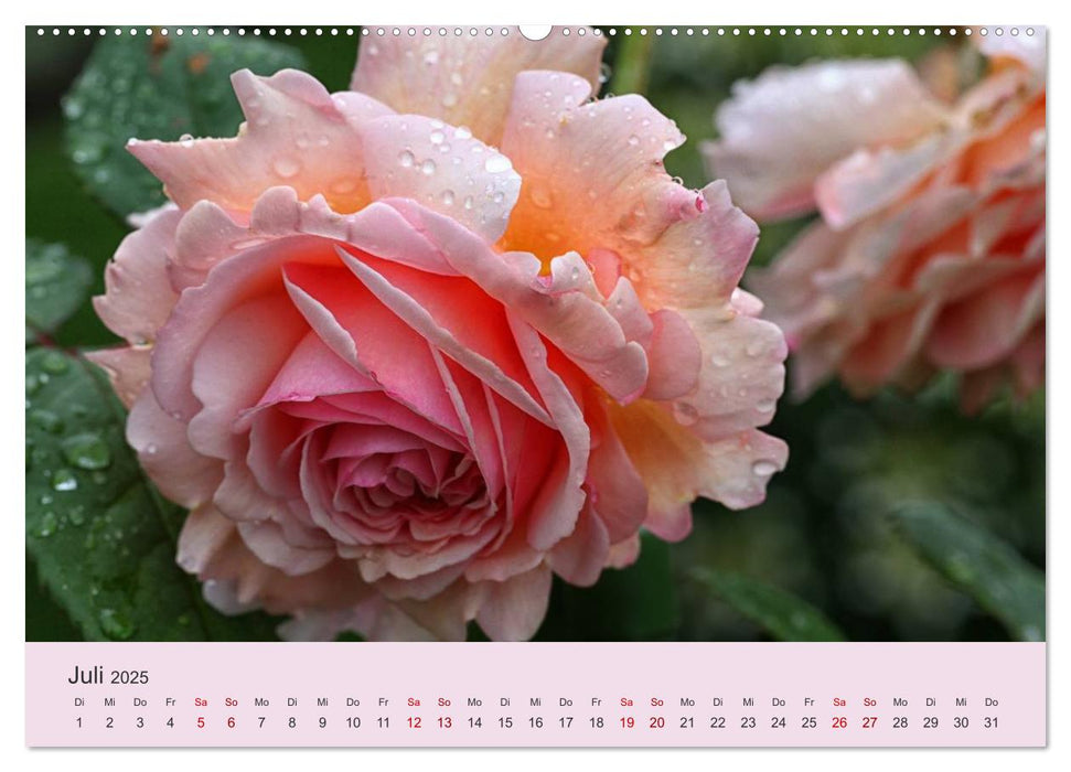 Rosen Reigen im Garten (CALVENDO Premium Wandkalender 2025)