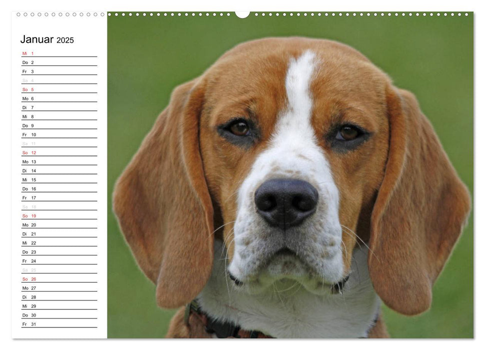 DER BEAGLEige TERMINPLANER (CALVENDO Premium Wandkalender 2025)