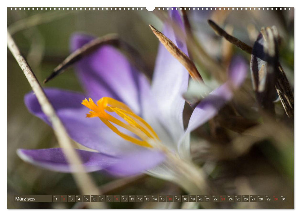 Die Natur hautnah (CALVENDO Wandkalender 2025)