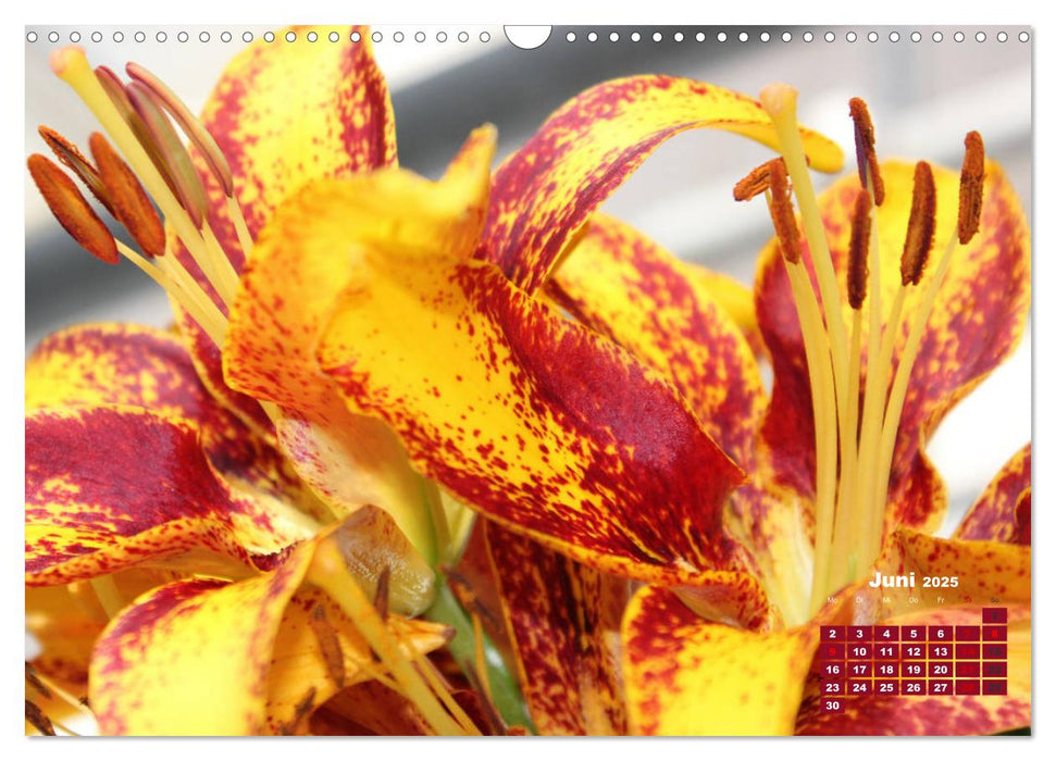 Lilien (Lilium) (CALVENDO Wandkalender 2025)