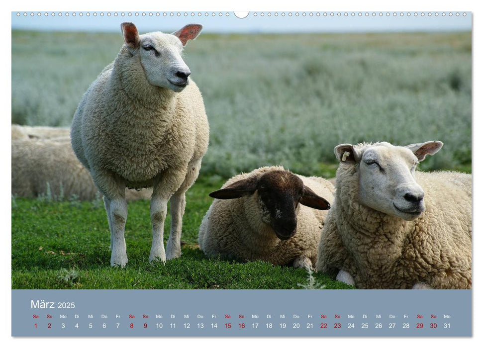 Westerhever (CALVENDO Premium Wandkalender 2025)