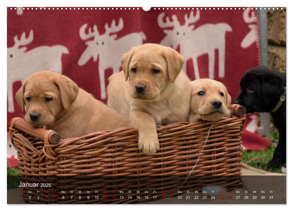 Labrador Retriever Welpen (CALVENDO Premium Wandkalender 2025)