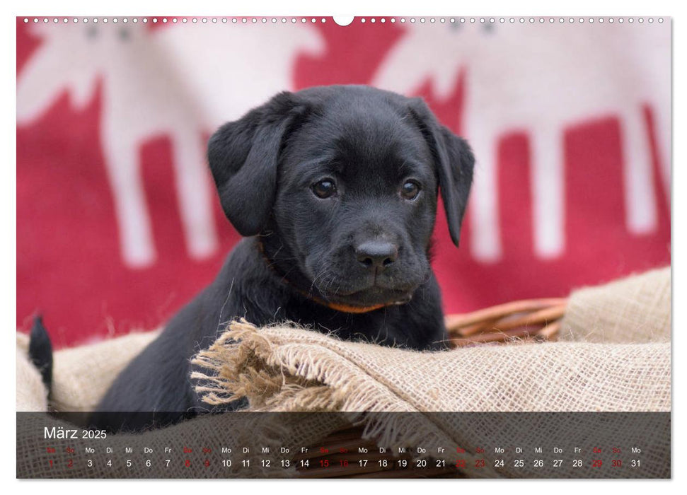 Labrador Retriever Welpen (CALVENDO Premium Wandkalender 2025)