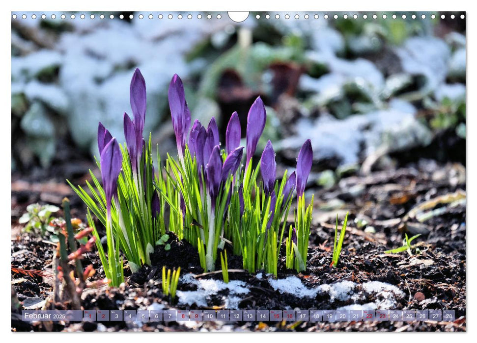 Blick übern Gartenzaun (CALVENDO Wandkalender 2025)