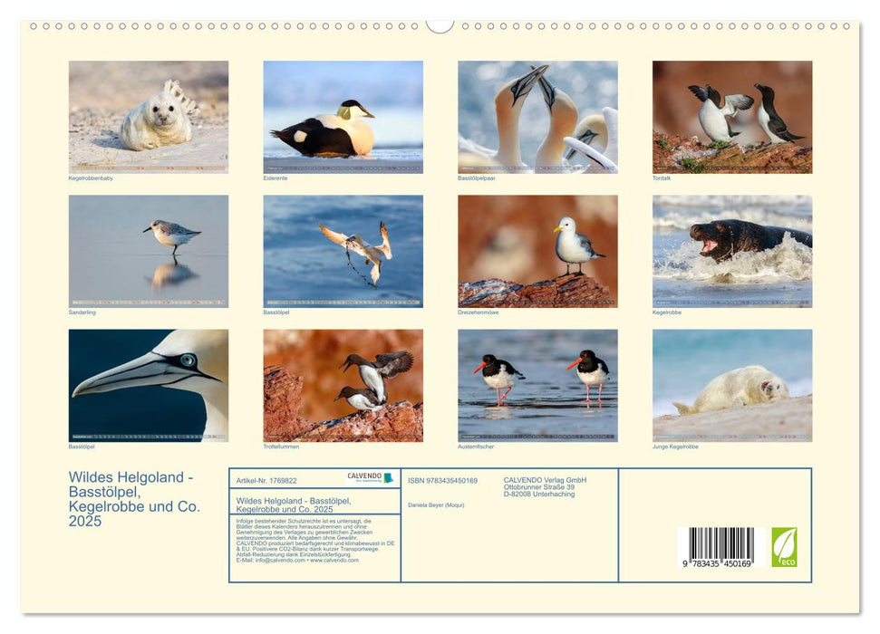 Wildes Helgoland - Basstölpel, Kegelrobbe und Co. 2025 (CALVENDO Premium Wandkalender 2025)