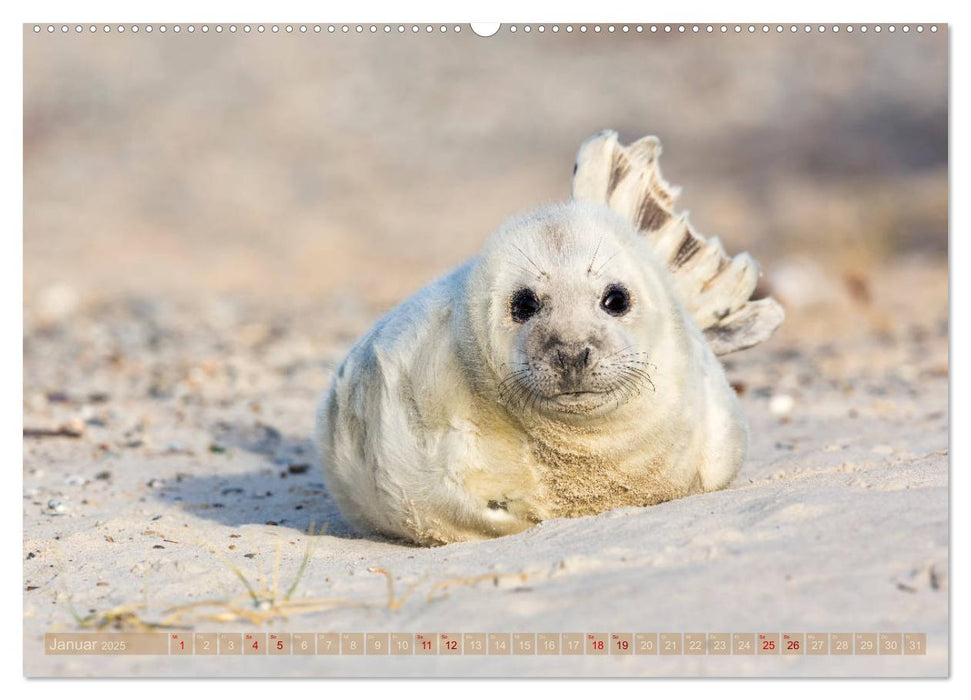 Wildes Helgoland - Basstölpel, Kegelrobbe und Co. 2025 (CALVENDO Premium Wandkalender 2025)