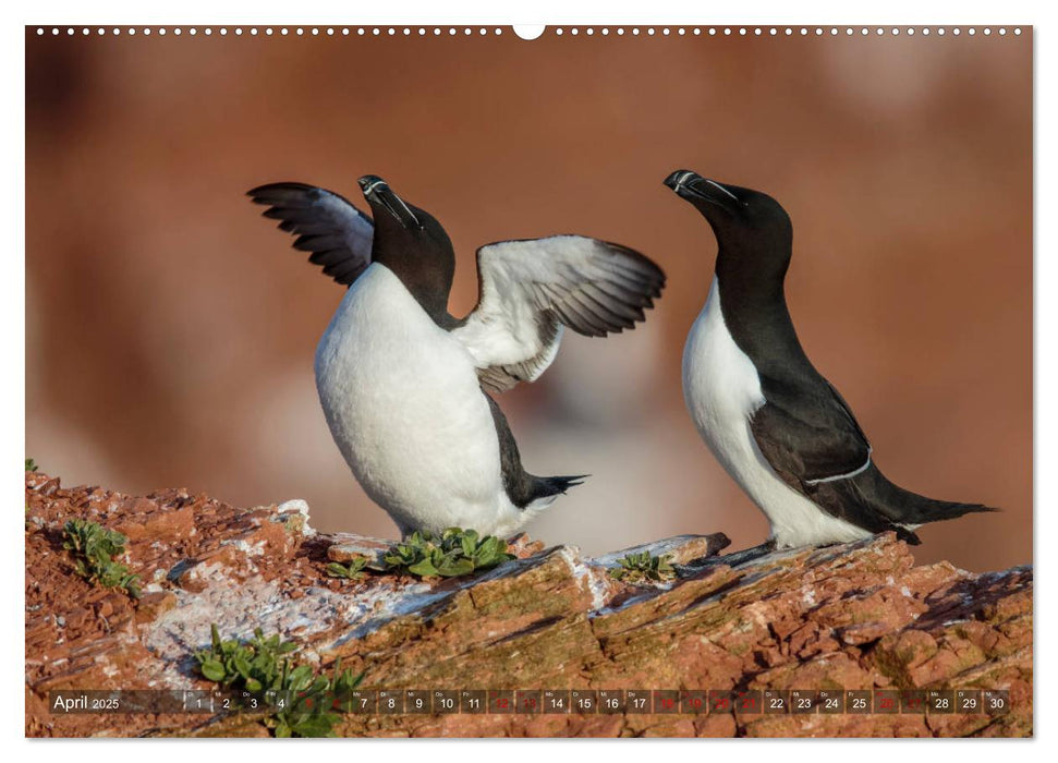 Wildes Helgoland - Basstölpel, Kegelrobbe und Co. 2025 (CALVENDO Premium Wandkalender 2025)