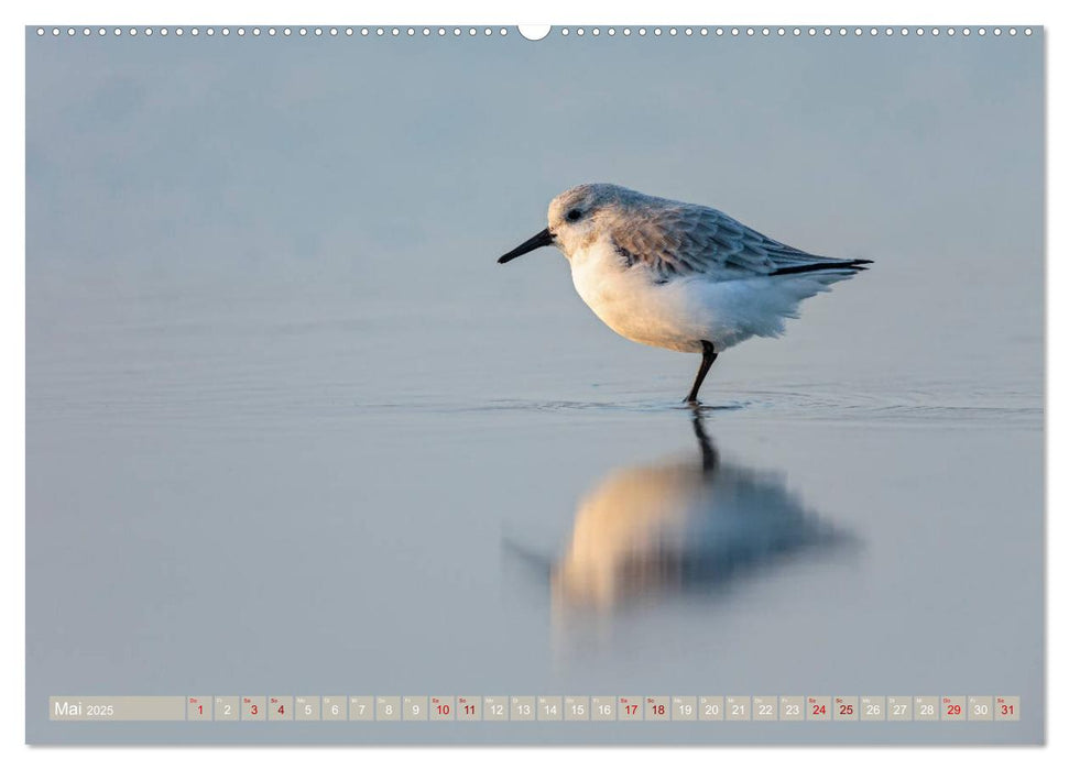 Wildes Helgoland - Basstölpel, Kegelrobbe und Co. 2025 (CALVENDO Premium Wandkalender 2025)