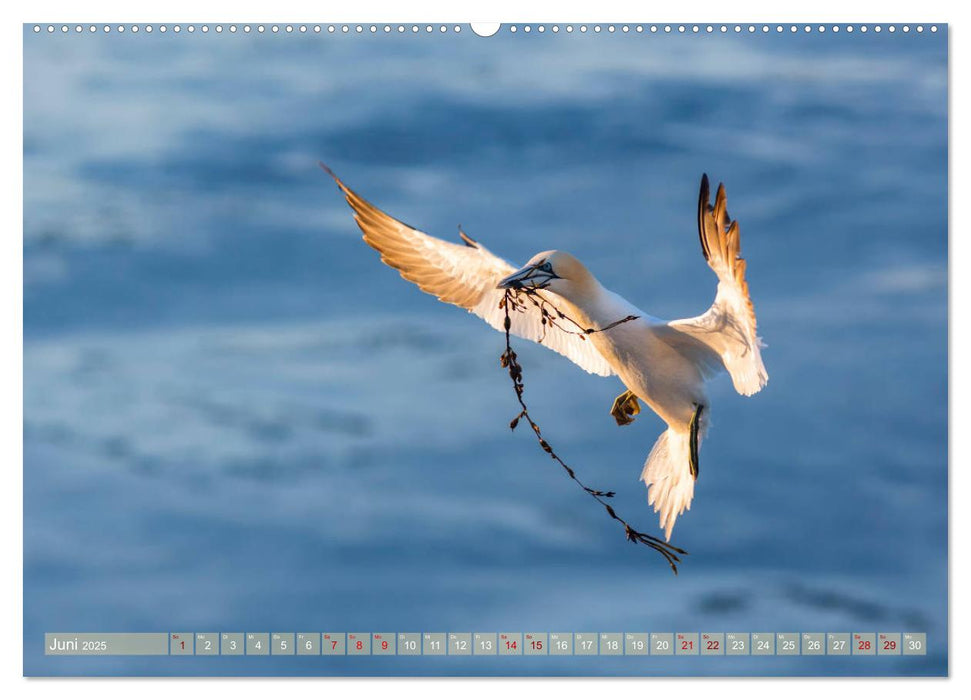 Wildes Helgoland - Basstölpel, Kegelrobbe und Co. 2025 (CALVENDO Premium Wandkalender 2025)