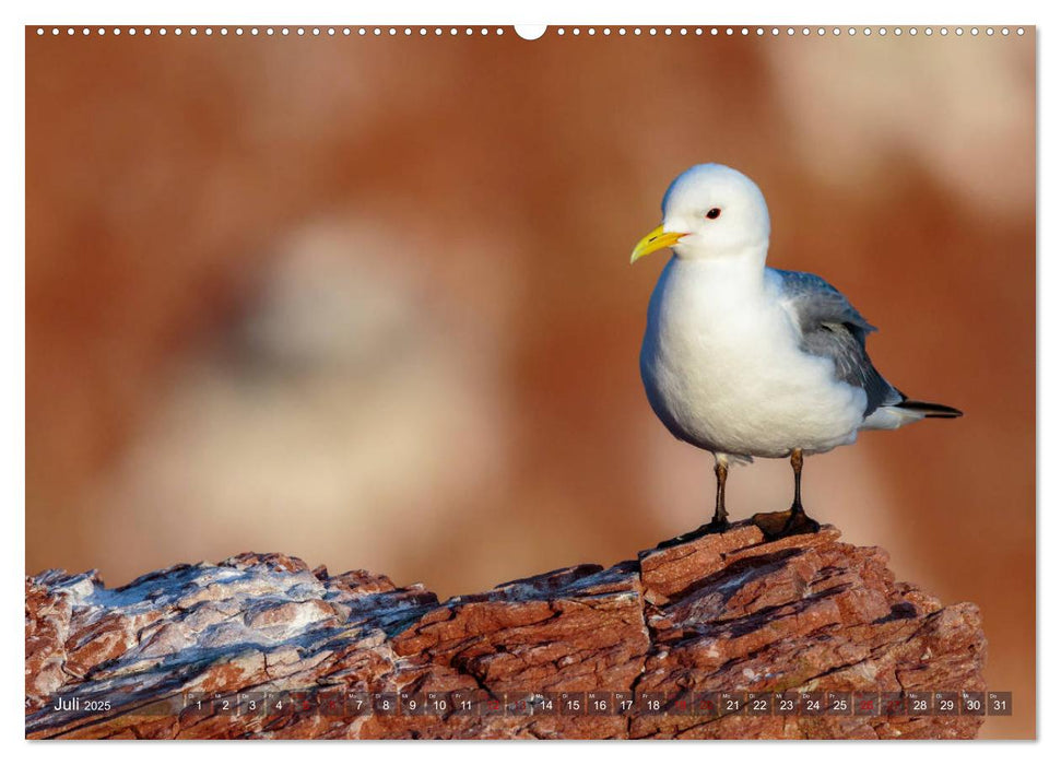 Wildes Helgoland - Basstölpel, Kegelrobbe und Co. 2025 (CALVENDO Premium Wandkalender 2025)