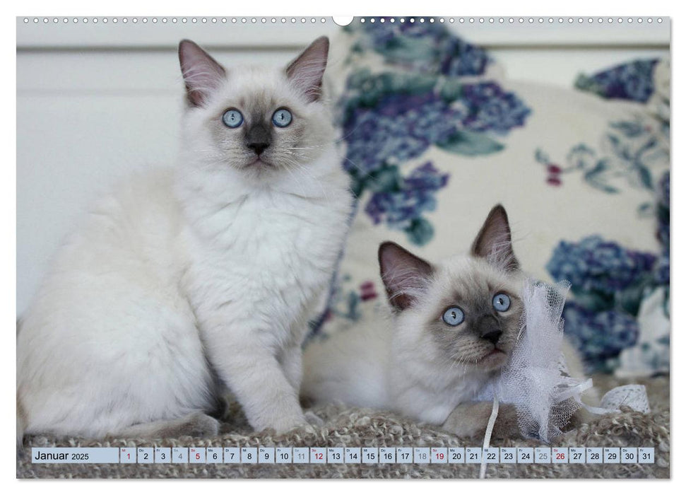 RAGDOLLS Impressionen aus der Kinderstube (CALVENDO Premium Wandkalender 2025)