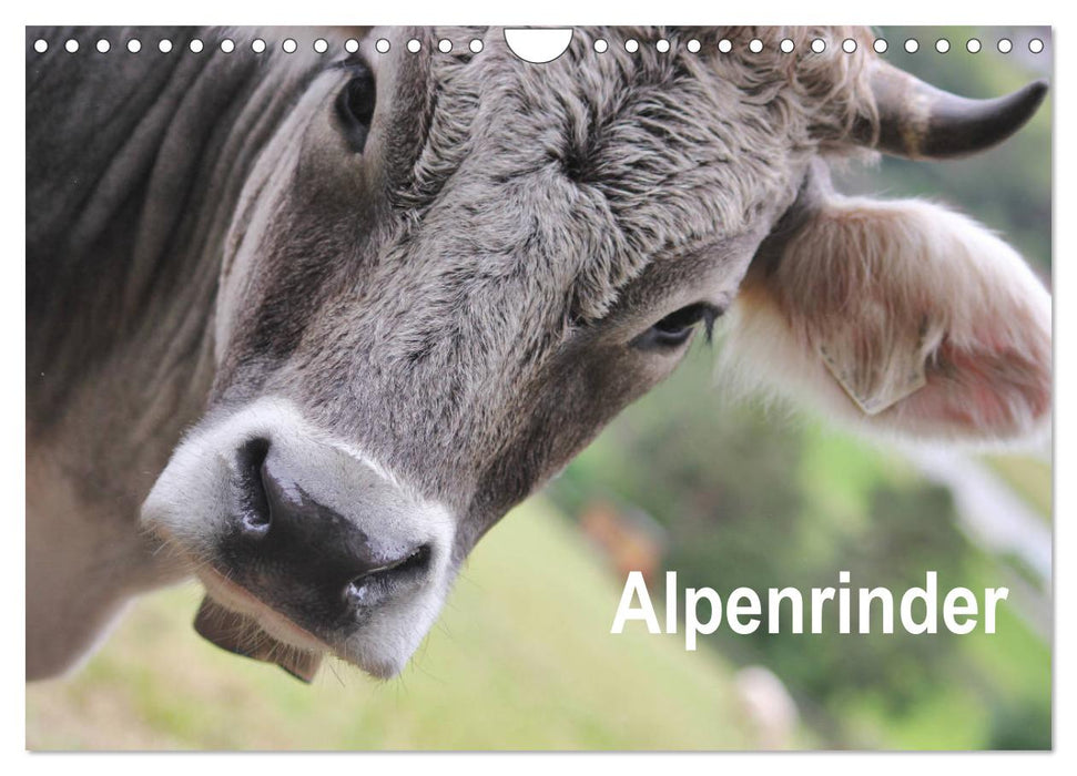 Alpenrinder (CALVENDO Wandkalender 2025)