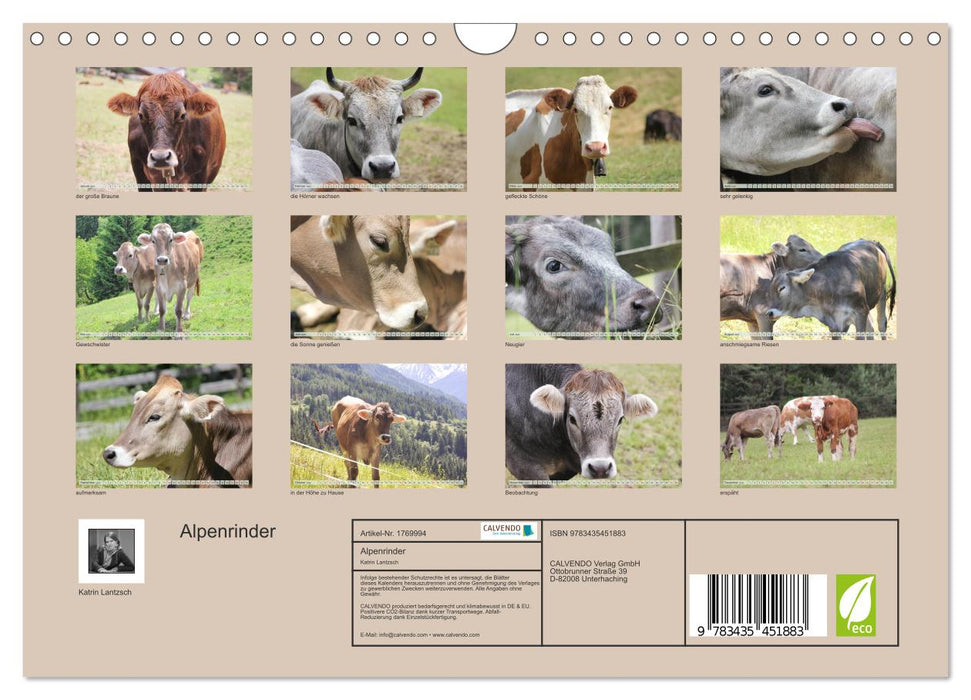 Alpenrinder (CALVENDO Wandkalender 2025)