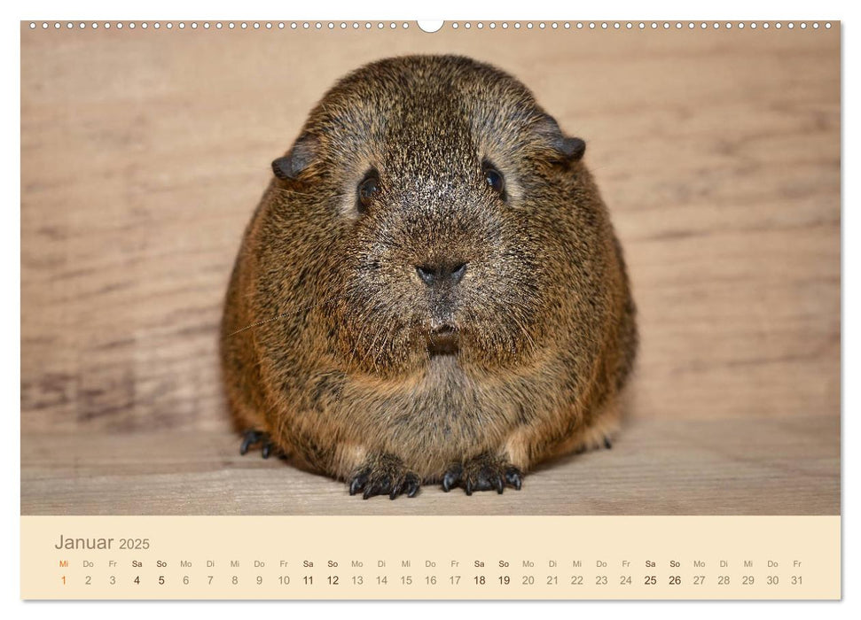 Meerschweinchen Portraits (CALVENDO Premium Wandkalender 2025)