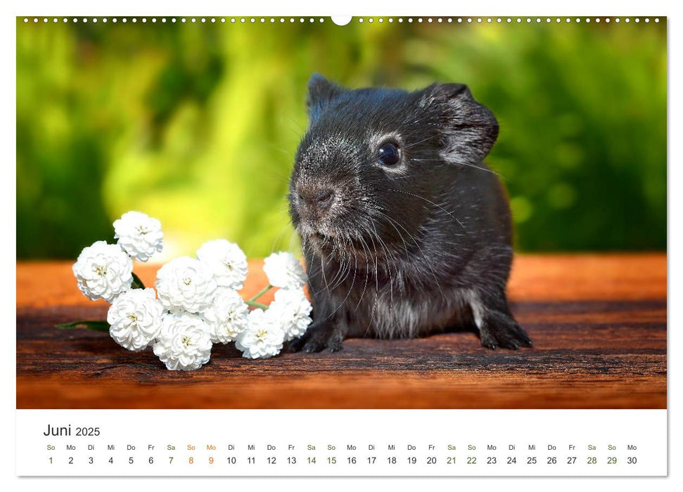 Meerschweinchen Portraits (CALVENDO Premium Wandkalender 2025)