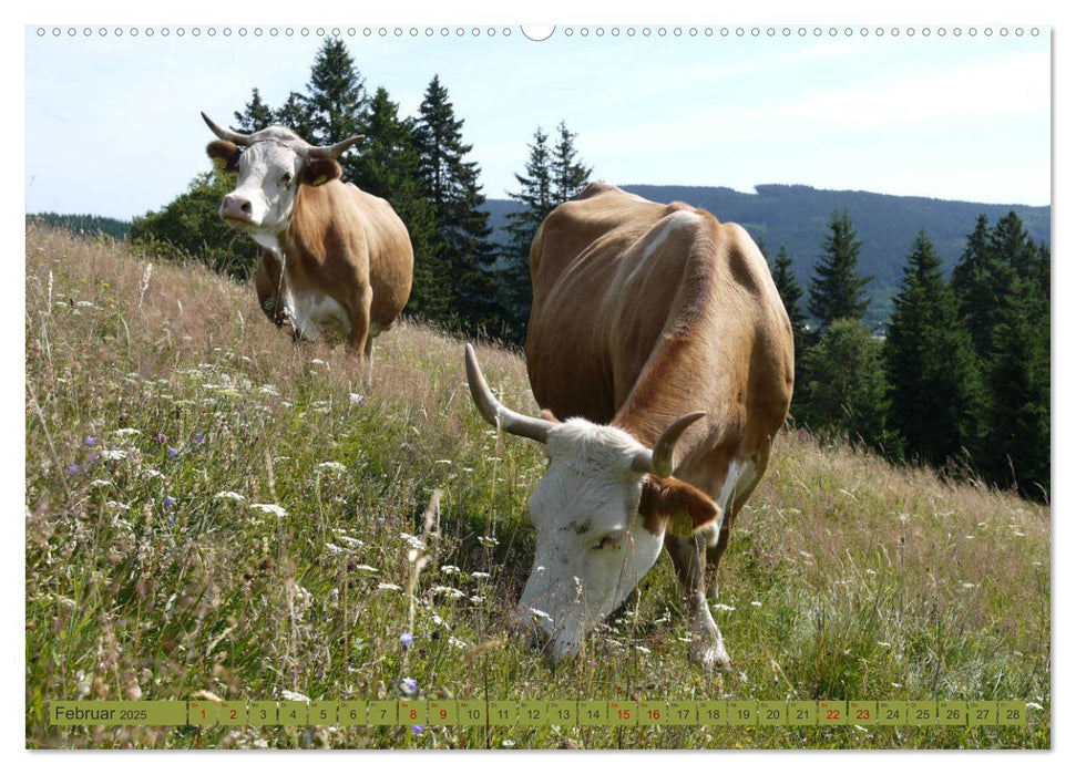 Schwarzwald-Kühe - Die Hinterwälder (CALVENDO Premium Wandkalender 2025)