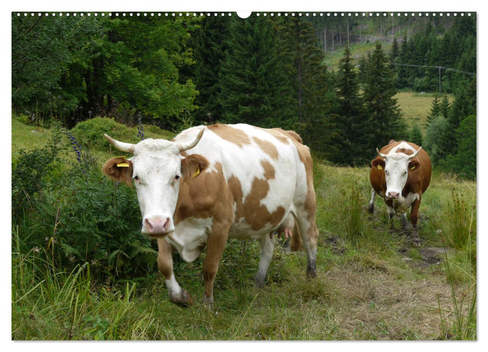 Schwarzwald-Kühe - Die Hinterwälder (CALVENDO Premium Wandkalender 2025)