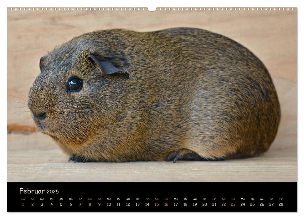 Meerschweinchen - Kleine süße Fellnasen (CALVENDO Premium Wandkalender 2025)