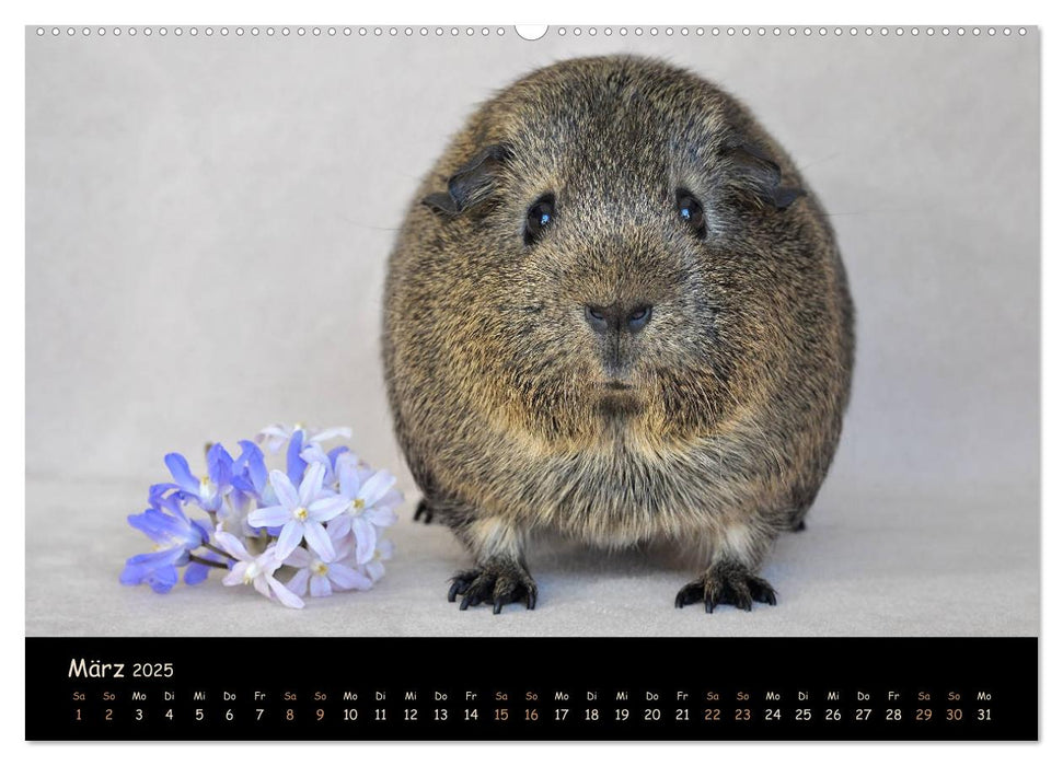 Meerschweinchen - Kleine süße Fellnasen (CALVENDO Premium Wandkalender 2025)