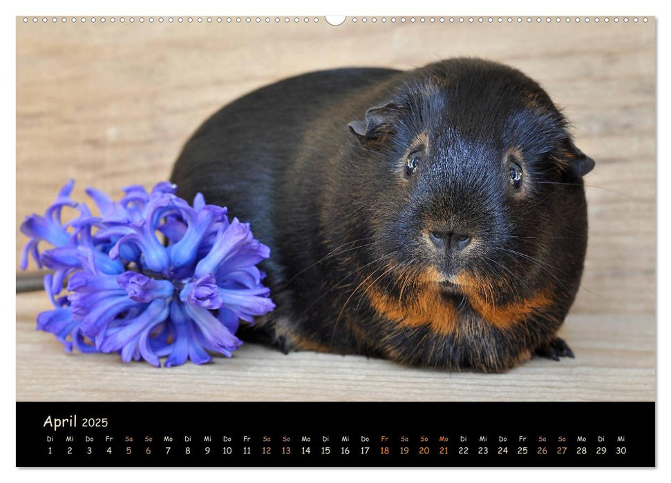 Meerschweinchen - Kleine süße Fellnasen (CALVENDO Premium Wandkalender 2025)