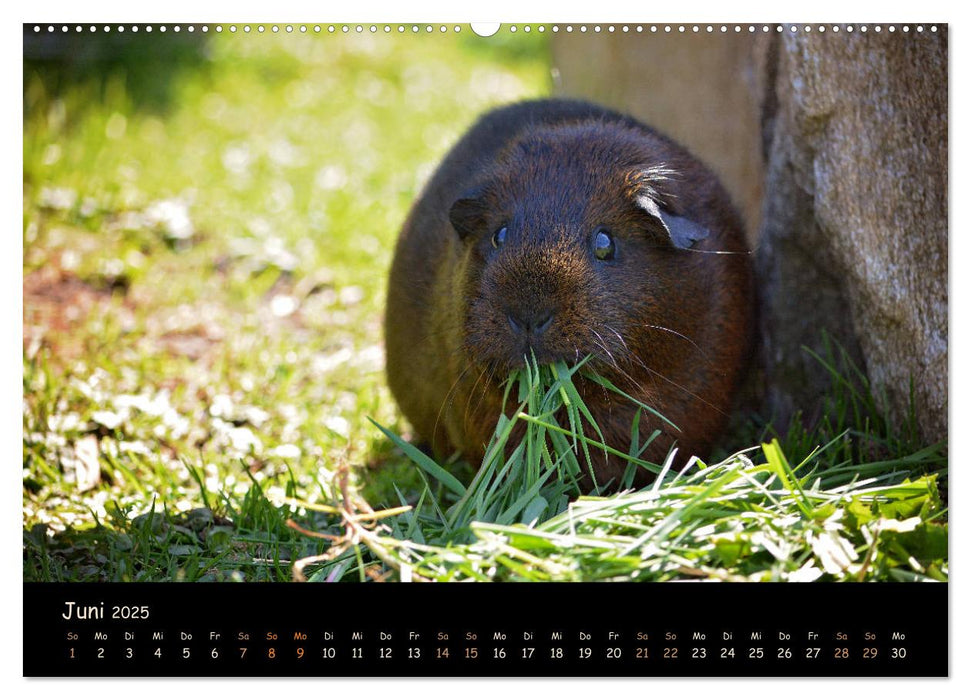 Meerschweinchen - Kleine süße Fellnasen (CALVENDO Premium Wandkalender 2025)