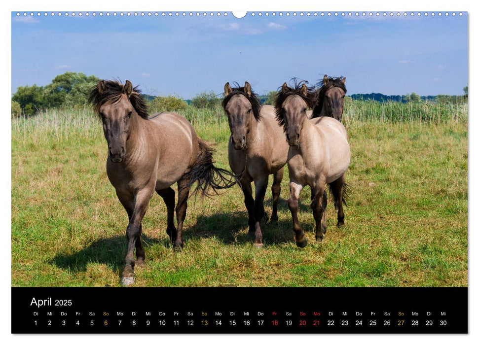 Brandenburg - Landschaften zwischen Elbe und Oder (CALVENDO Premium Wandkalender 2025)