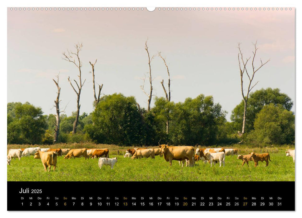 Brandenburg - Landschaften zwischen Elbe und Oder (CALVENDO Premium Wandkalender 2025)