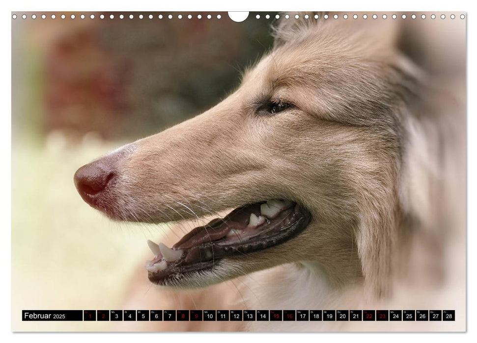 Leidenschaft Hund (CALVENDO Wandkalender 2025)