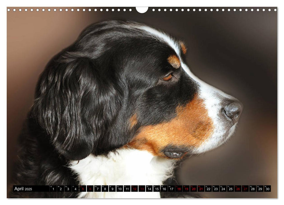 Leidenschaft Hund (CALVENDO Wandkalender 2025)