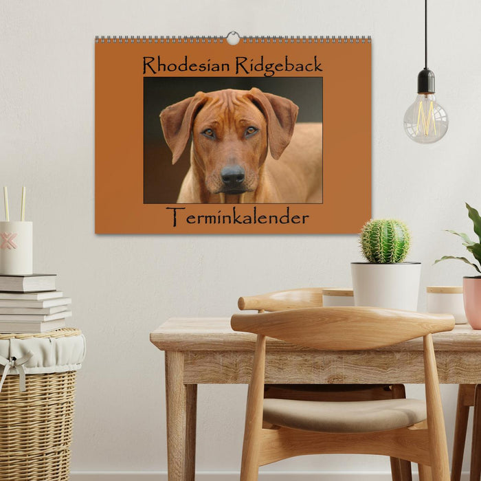 Rhodesian Ridgeback Terminkalender (CALVENDO Wandkalender 2025)