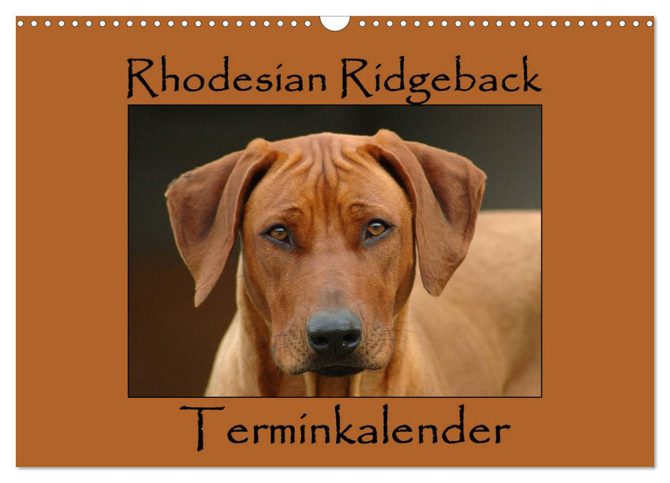 Rhodesian Ridgeback Terminkalender (CALVENDO Wandkalender 2025)